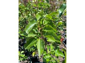 25 X MED ORNAMENTAL CAPITAL PEARS - picture0' - Click to enlarge