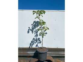 25 X MED ORNAMENTAL CAPITAL PEARS - picture1' - Click to enlarge