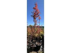 3 X ACER MAPLE TREES (ACER PALMATUM X CIRCINATUM - picture0' - Click to enlarge