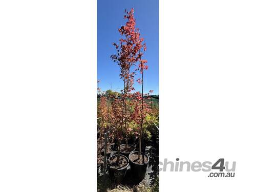 3 X ACER MAPLE TREES (ACER PALMATUM X CIRCINATUM