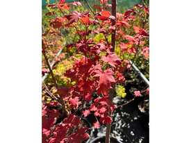 3 X ACER MAPLE TREES (ACER PALMATUM X CIRCINATUM - picture0' - Click to enlarge