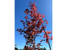 3 X ACER MAPLE TREES (ACER PALMATUM X CIRCINATUM - picture1' - Click to enlarge