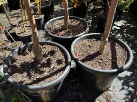 3 X ACER MAPLE TREES (ACER PALMATUM X CIRCINATUM - picture2' - Click to enlarge