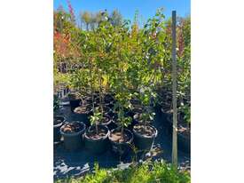 23 X MED ORNAMENTAL CAPITAL PEARS - picture0' - Click to enlarge