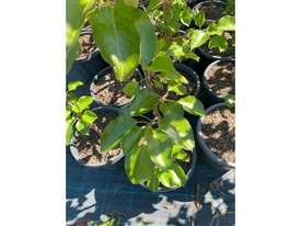 23 X MED ORNAMENTAL CAPITAL PEARS - picture0' - Click to enlarge