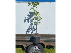 23 X MED ORNAMENTAL CAPITAL PEARS - picture1' - Click to enlarge