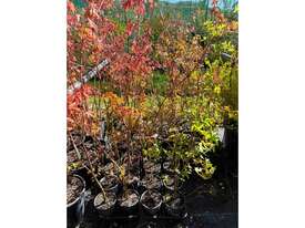 56 X JAPANESE MAPLE (ACER PALMATUM) - picture0' - Click to enlarge