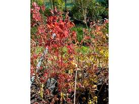 56 X JAPANESE MAPLE (ACER PALMATUM) - picture2' - Click to enlarge