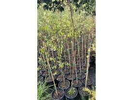 40 X SILVER BIRCH / SILVER PEAR - picture0' - Click to enlarge