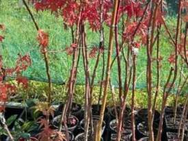 25 X SMALL JAPANESE MAPLE (ACER PALMATUM) - picture0' - Click to enlarge