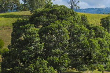 Bushranger 53AH6IMSP, 800SP Series Self-Propelled Lawn Mower