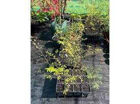 48 X CHINESE ELM (ULMUS PARVIFOLIA) MISC - picture0' - Click to enlarge