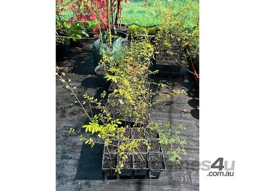 48 X CHINESE ELM (ULMUS PARVIFOLIA) MISC