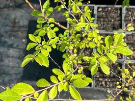 48 X CHINESE ELM (ULMUS PARVIFOLIA) MISC - picture0' - Click to enlarge