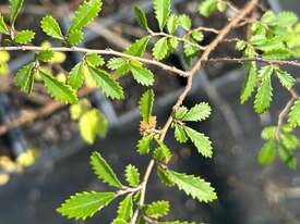 48 X CHINESE ELM (ULMUS PARVIFOLIA) MISC - picture1' - Click to enlarge