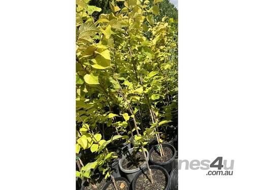 10 X GOLDEN ELM (ULMUS GLABRA LUTESCENS) 