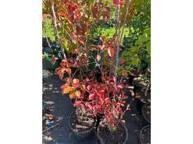 9 X ORNAMENTAL CAPITAL PEARS (PYRUS CALLERYANA) - picture0' - Click to enlarge