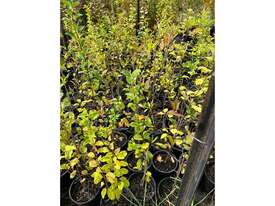 25 X MALUS CRAB APPLE IOENSIS - picture0' - Click to enlarge