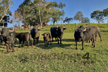 (8251) Buffalo - Small Herd (South Kempsey, NSW)