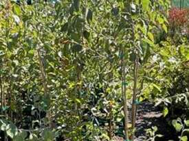 20 X SNOW PEARS (PYRUS NIVALIS) - picture0' - Click to enlarge