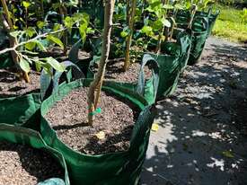 20 X SNOW PEARS (PYRUS NIVALIS) - picture1' - Click to enlarge
