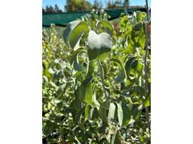 20 X SNOW PEARS (PYRUS NIVALIS) - picture2' - Click to enlarge