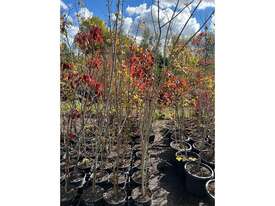 12 X MIXED (ORNAMENTAL PEARS, FIELD MAPLES)  - picture0' - Click to enlarge
