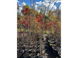 12 X MIXED (ORNAMENTAL PEARS, FIELD MAPLES)  - picture0' - Click to enlarge