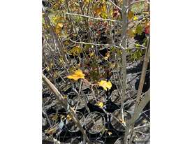12 X MIXED (ORNAMENTAL PEARS, FIELD MAPLES)  - picture1' - Click to enlarge