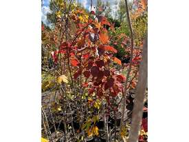 12 X MIXED (ORNAMENTAL PEARS, FIELD MAPLES)  - picture2' - Click to enlarge