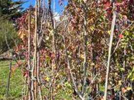 21 X ORNAMENTAL PEARS (PYRUS CALLERYANA) - picture0' - Click to enlarge