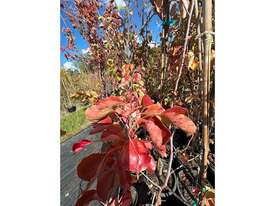 21 X ORNAMENTAL PEARS (PYRUS CALLERYANA) - picture1' - Click to enlarge