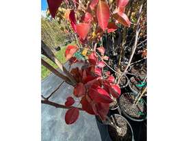 21 X ORNAMENTAL PEARS (PYRUS CALLERYANA) - picture2' - Click to enlarge