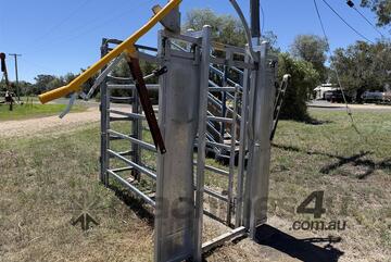 BRAZZEN HEAD BAIL LIVESTOCK