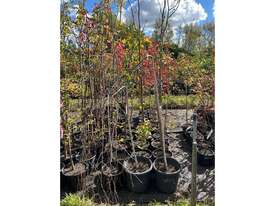 15 X MIXED (WEEPING BIRCHM APPLE, OAK, ETC) - picture0' - Click to enlarge