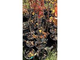 20 X CANADIAN MAPLE TREES (ACER RUBRUM) - picture0' - Click to enlarge