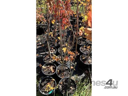 20 X CANADIAN MAPLE TREES (ACER RUBRUM)