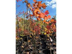 20 X CANADIAN MAPLE TREES (ACER RUBRUM) - picture0' - Click to enlarge