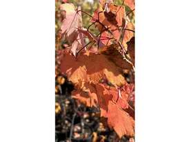 20 X CANADIAN MAPLE TREES (ACER RUBRUM) - picture1' - Click to enlarge