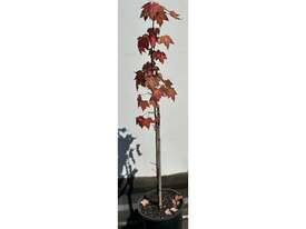 20 X CANADIAN MAPLE TREES (ACER RUBRUM) - picture2' - Click to enlarge