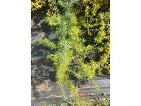 55 X MIXED CONIFERS (NORWAY SPRUCE, DEODAR) - picture0' - Click to enlarge