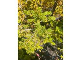 55 X MIXED CONIFERS (NORWAY SPRUCE, DEODAR) - picture2' - Click to enlarge