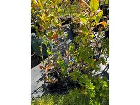 8 X MIXED HEDGING (VIBURNUM & ESCALLONIA) - picture0' - Click to enlarge