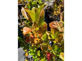 8 X MIXED HEDGING (VIBURNUM & ESCALLONIA) - picture1' - Click to enlarge