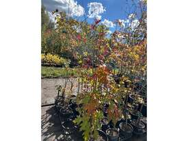 9 X MIXED (PIN OAK, JAPANESE MAPLES, ETC) - picture0' - Click to enlarge