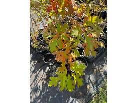9 X MIXED (PIN OAK, JAPANESE MAPLES, ETC) - picture0' - Click to enlarge