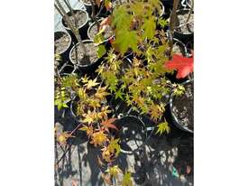 9 X MIXED (PIN OAK, JAPANESE MAPLES, ETC) - picture1' - Click to enlarge