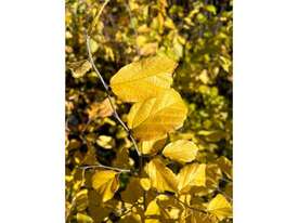 32 X MIXED (SILVER BIRCH, WITCH HAZEL) - picture0' - Click to enlarge