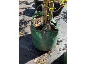 1 X POPLAR TREE (GENUS POPULUS) - picture0' - Click to enlarge