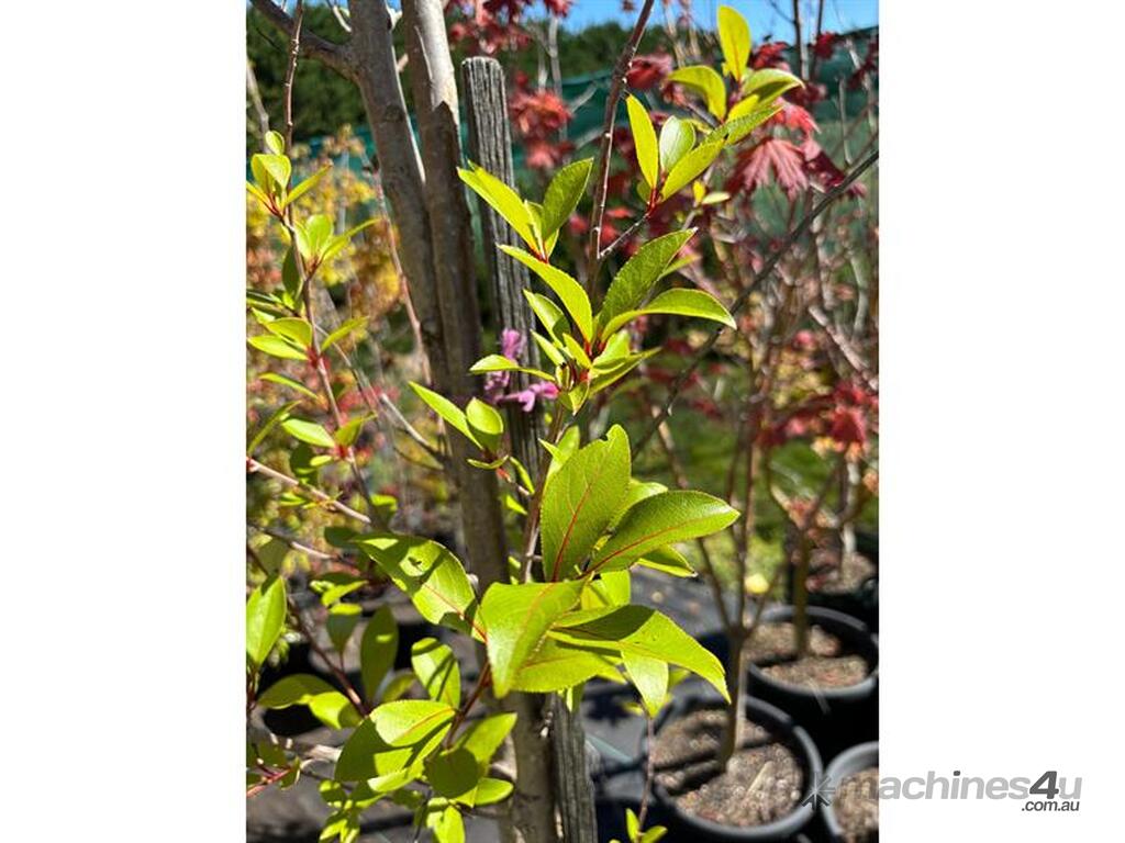 Used 1 X POPLAR TREE (GENUS POPULUS) 1 X POPLAR TREE GENUS POPULUS ...